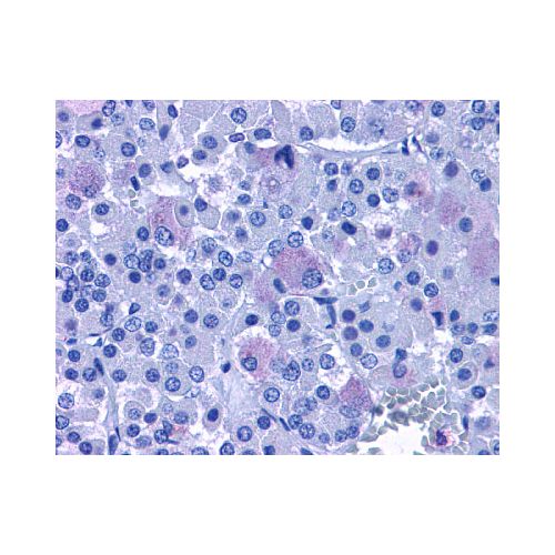 ADCYAP1R1 (C-Terminus) antibody