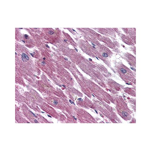 ADCYAP1R1 (N-Terminus) antibody