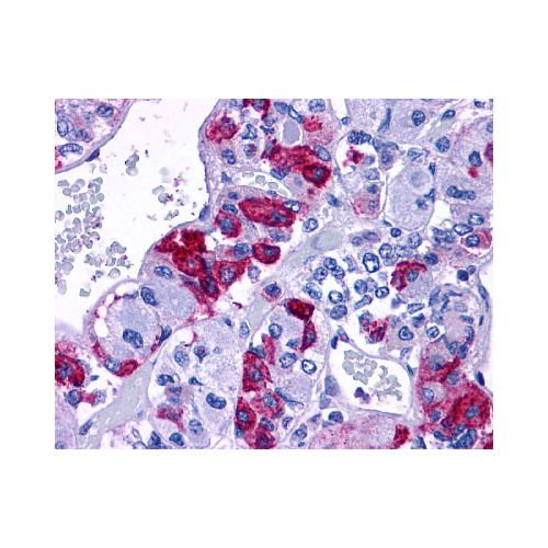 ADCYAP1R1 (N-Terminus) antibody