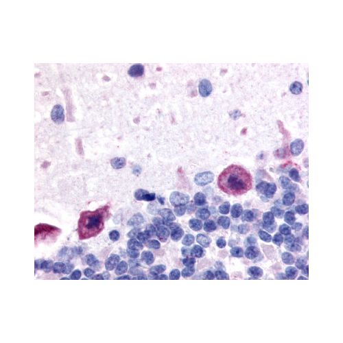 Adenosine A1 Receptor (C-Terminus) antibody
