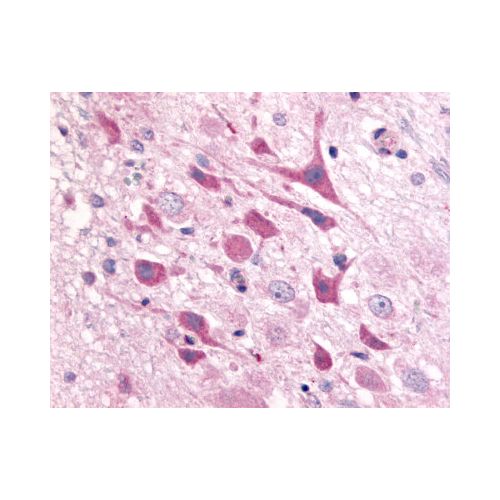 Adenosine A1 Receptor (Extracellular Domain) antibody