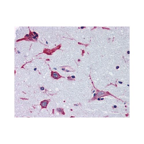 Adenosine A2b Receptor (Internal) antibody