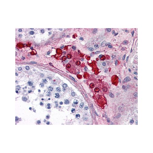 ADORA2A (C-Terminus) antibody