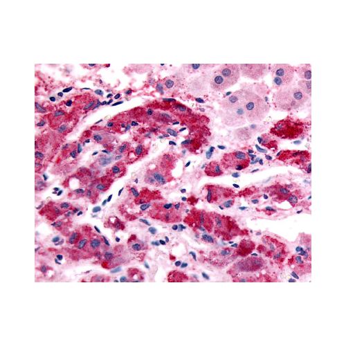 ADRA1B (C-Terminus) antibody