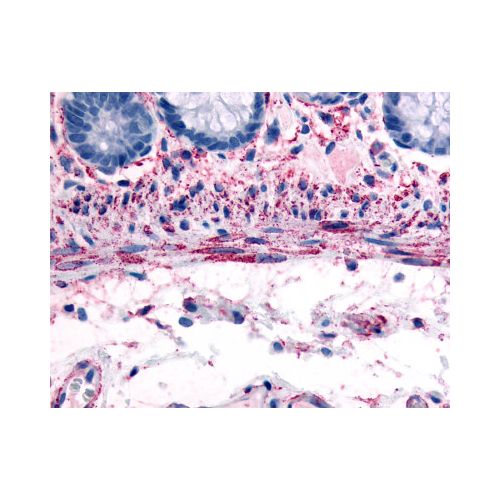 ADRA1B (C-Terminus) antibody