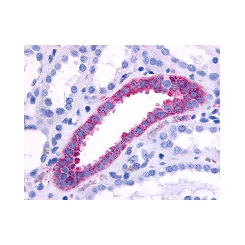 ADRA1B (Cytoplasmic Domain) antibody