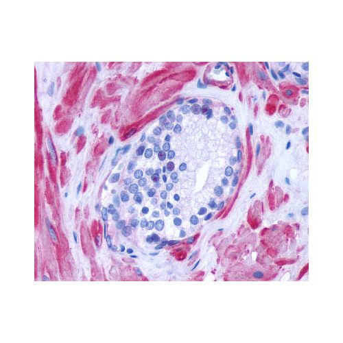 ADRA1D (Cytoplasmic Domain) antibody