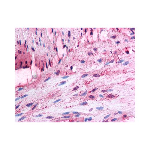 ADRA1D (Extracellular Domain) antibody