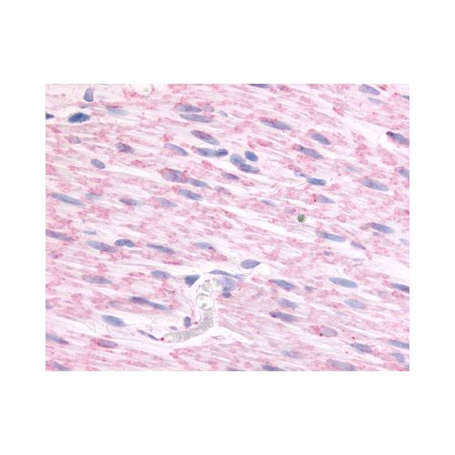 ADRA2C (N-Terminus) antibody