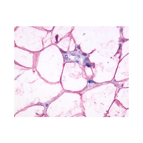 ADRB3 (C-Terminus) antibody