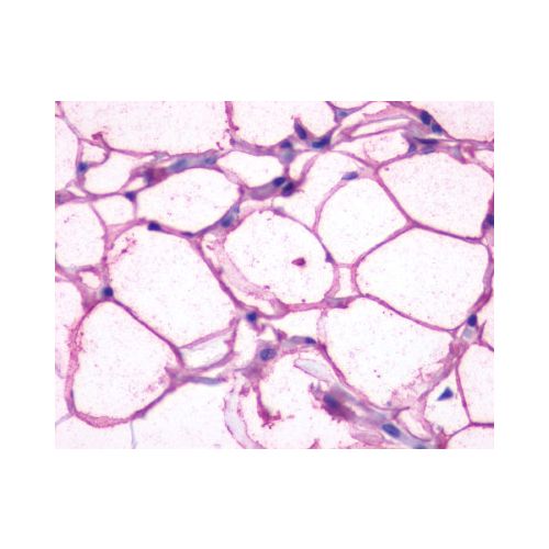 ADRB3 (N-Terminus) antibody