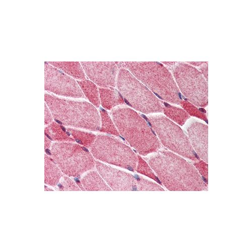 AES / GRG / Groucho (C-Terminus) antibody