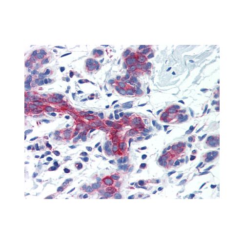 AIFM3 (Internal) antibody