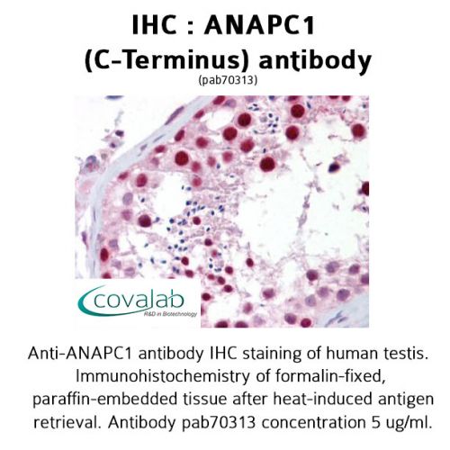 ANAPC1 (C-Terminus) antibody