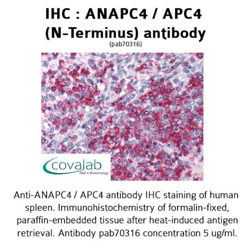 ANAPC4 / APC4 (N-Terminus) antibody