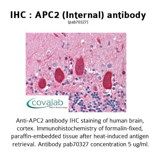 APC2 (Internal) antibody