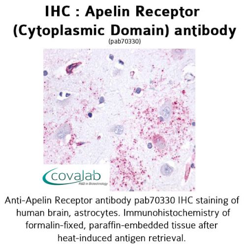 Apelin Receptor (Cytoplasmic Domain) antibody
