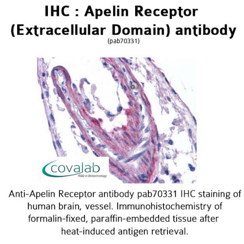 Apelin Receptor (Extracellular Domain) antibody