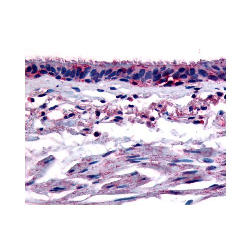 Aryl Hydrocarbon Receptor (N-Terminus) antibody