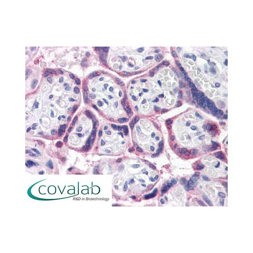 ATG16L1 (Internal) antibody