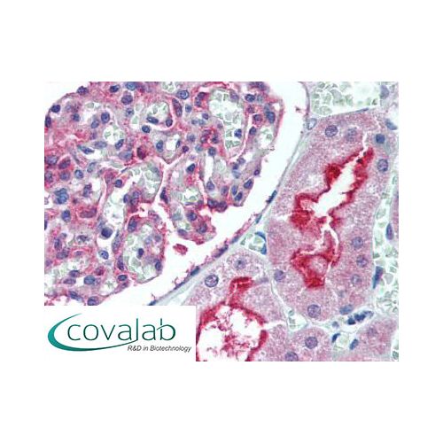 ATG7 (N-Terminus) antibody