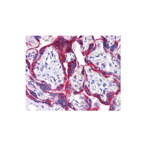 ATG9B / APG9L2 (C-Terminus) antibody