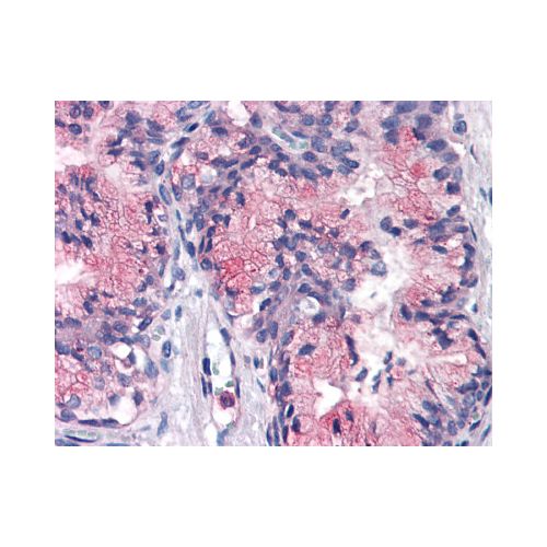 ATP1B3 (Internal) antibody
