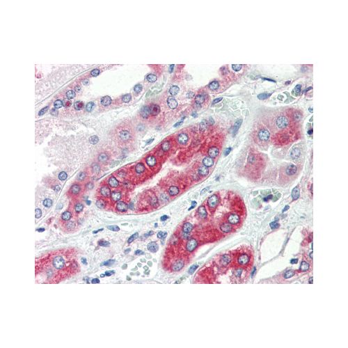 AVPR1A (Cytoplasmic Domain) antibody