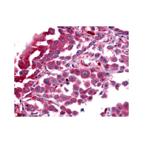 AVPR1B (C-Terminus) antibody