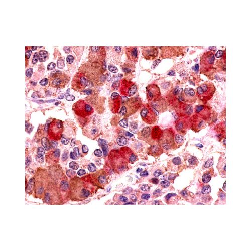 AVPR1B (Cytoplasmic Domain) antibody