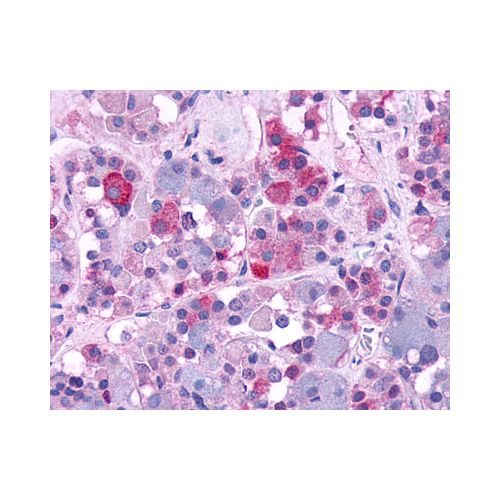 AVPR1B (N-Terminus) antibody