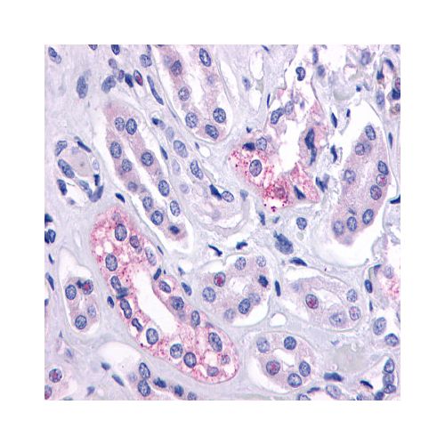 AVPR2 (C-Terminus) antibody