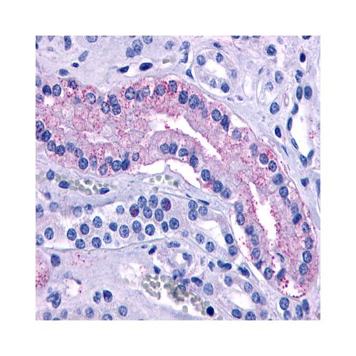 AVPR2 (Cytoplasmic Domain) antibody