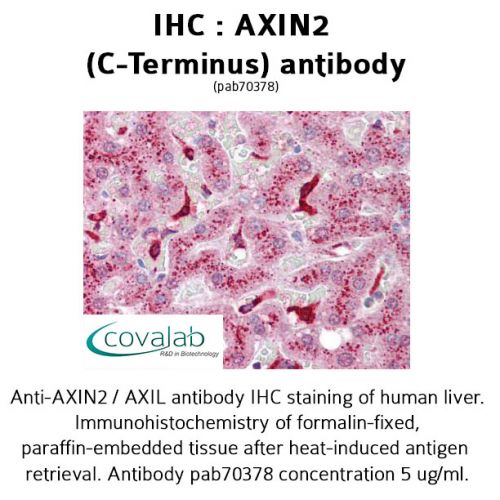 AXIN2 (C-Terminus) antibody