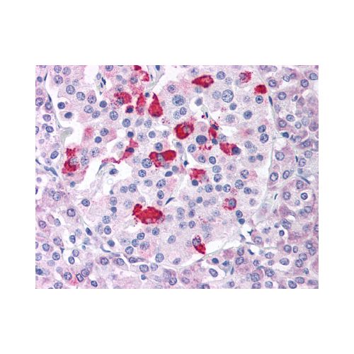 BACE1 (Internal) antibody