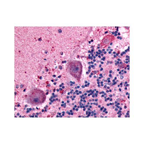 BAI1 (C-Terminus) antibody