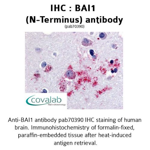 BAI1 (N-Terminus) antibody