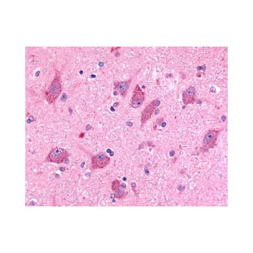 BAI2 (N-Terminus) antibody