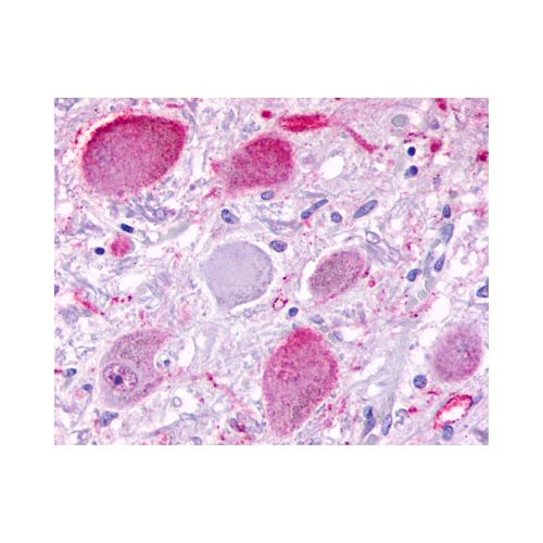BAI3 (C-Terminus) antibody