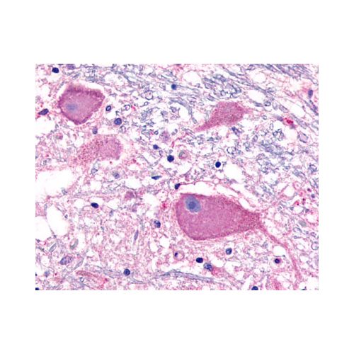 BAI3 (Cytoplasmic Domain) antibody