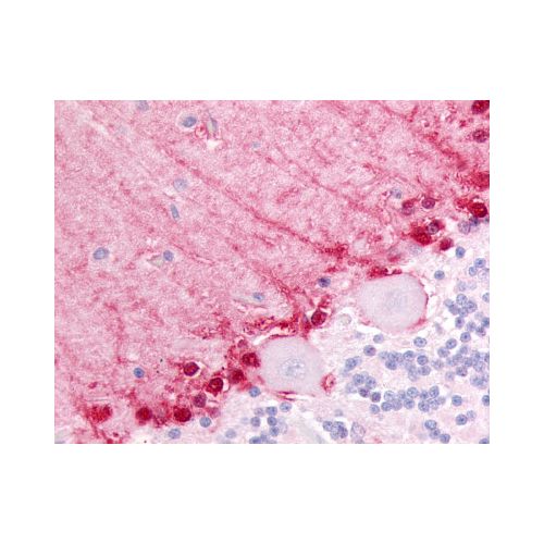 BAI3 (N-Terminus) antibody