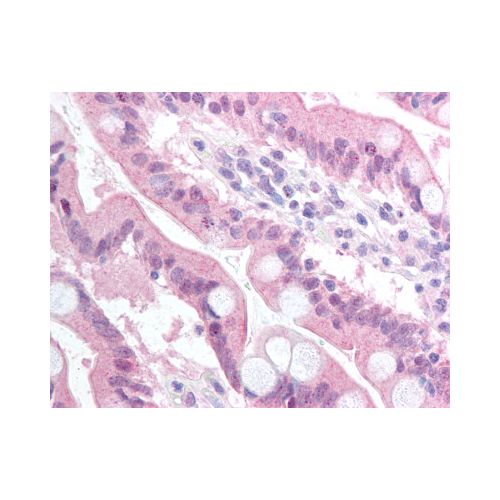 BCL2A1 (N-Terminus) antibody