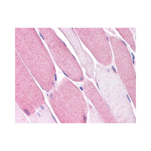 BEST3 (Internal) antibody