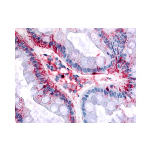 BEST4 (Internal) antibody