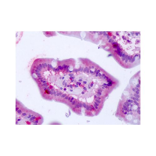 BEST4 (Internal) antibody