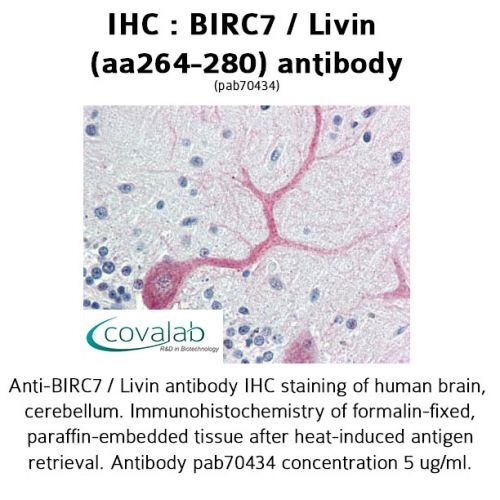 BIRC7 / Livin (aa264-280) antibody