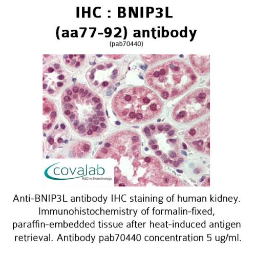 BNIP3L (aa77-92) antibody