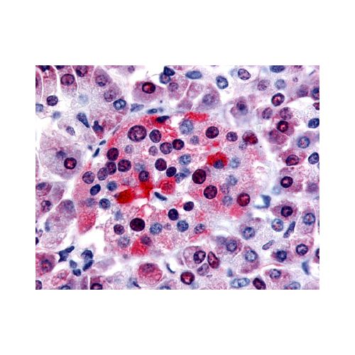 BRS3 (C-Terminus) antibody