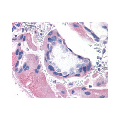 BRS3 (C-Terminus) antibody