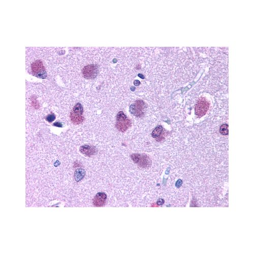 BRS3 (Cytoplasmic Domain) antibody